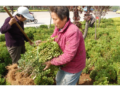 最新绿化工程资料合同