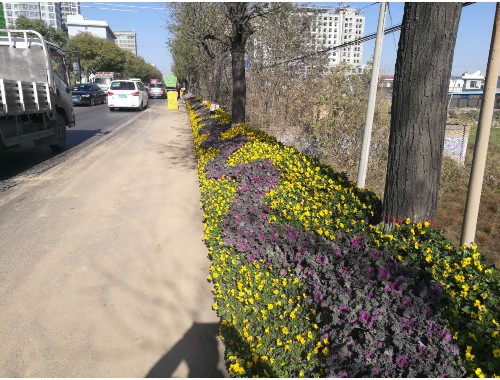 三门峡绿化树苗批发市场海棠