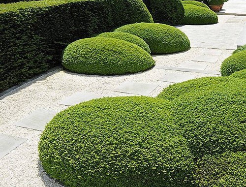 安陆城市绿化带种植什么植物比较好