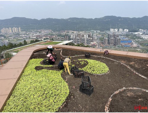 崖城公路在建绿化工程